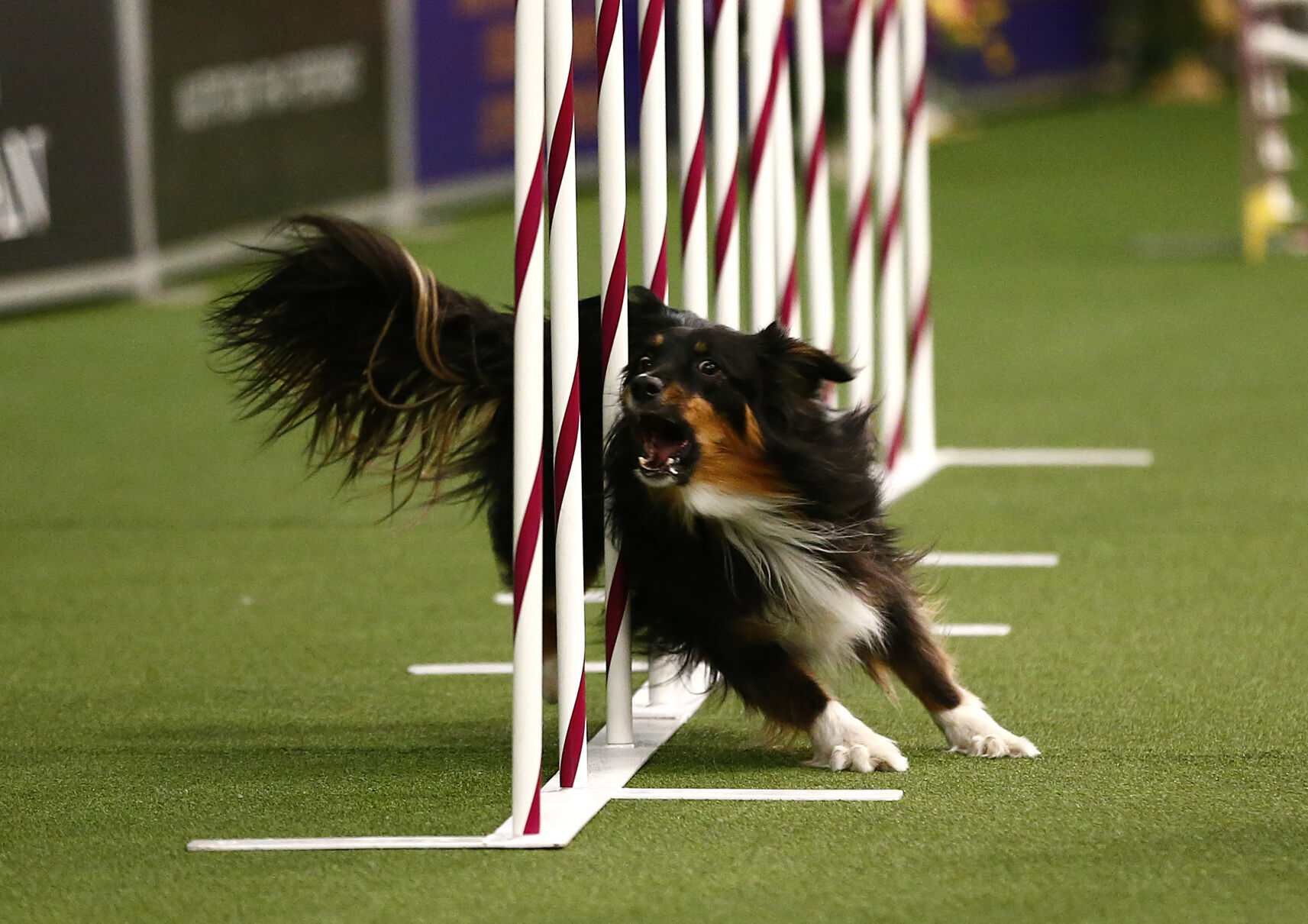 12. Australian shepherd